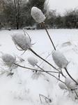 Snow covered teasels