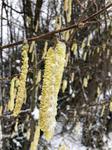 frozen catkins hanging from the trees